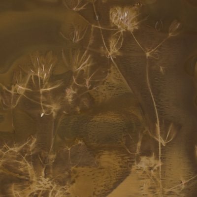 Coriandre en fleur #137-2, 2015