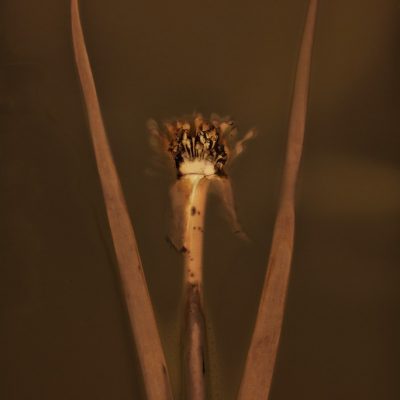 Fleur d'échalote française #183, 2015
