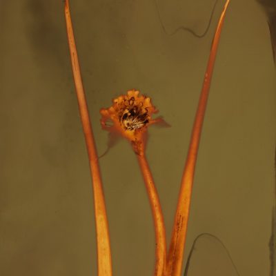 Fleur d'échalote française #174, 2015