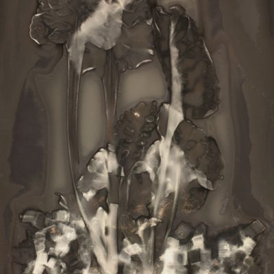 Bettes à carde #63, 2014