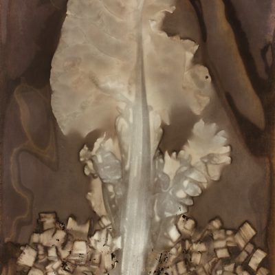 Bettes à carde #66, 2014